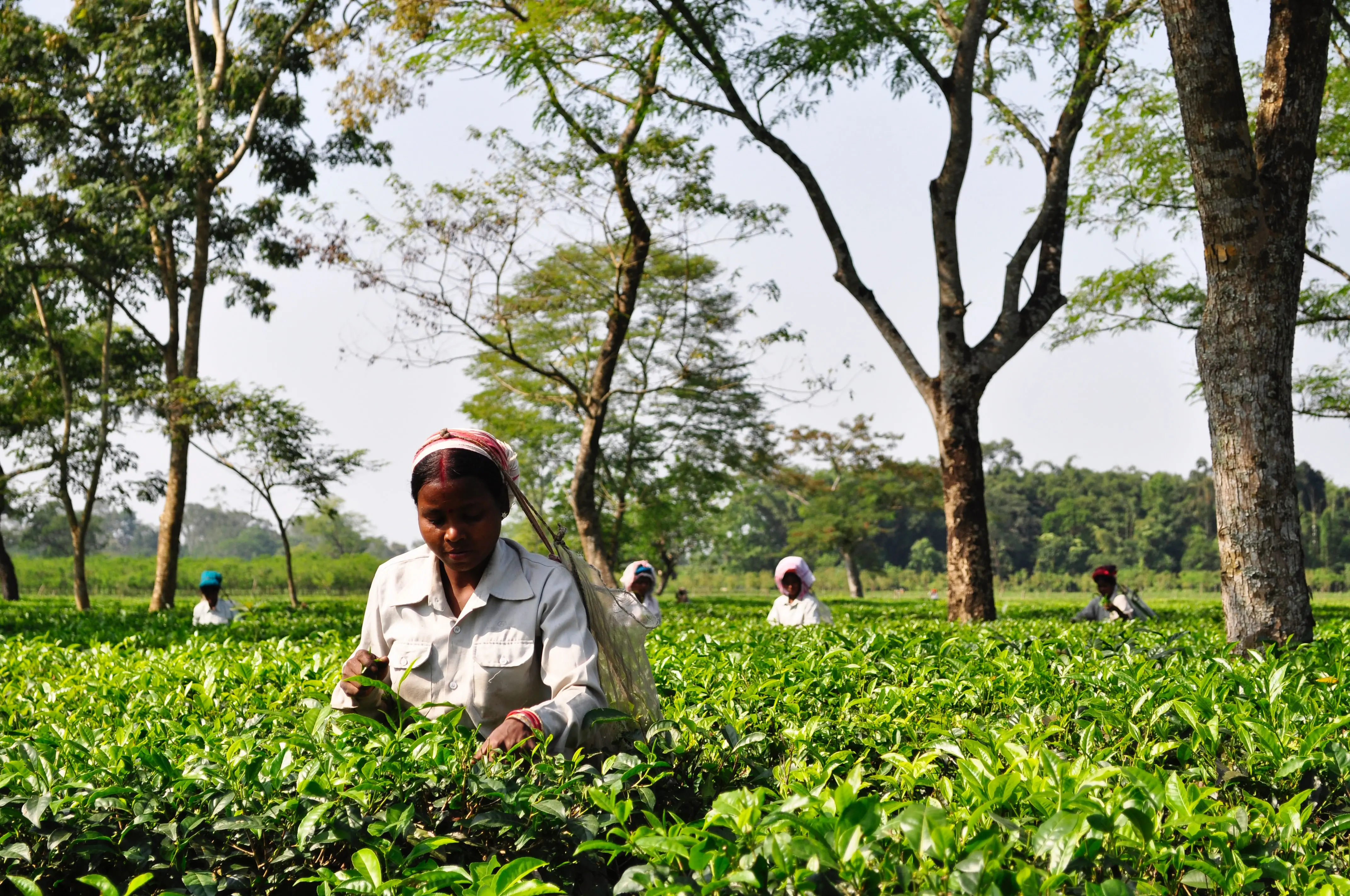 India tea farm