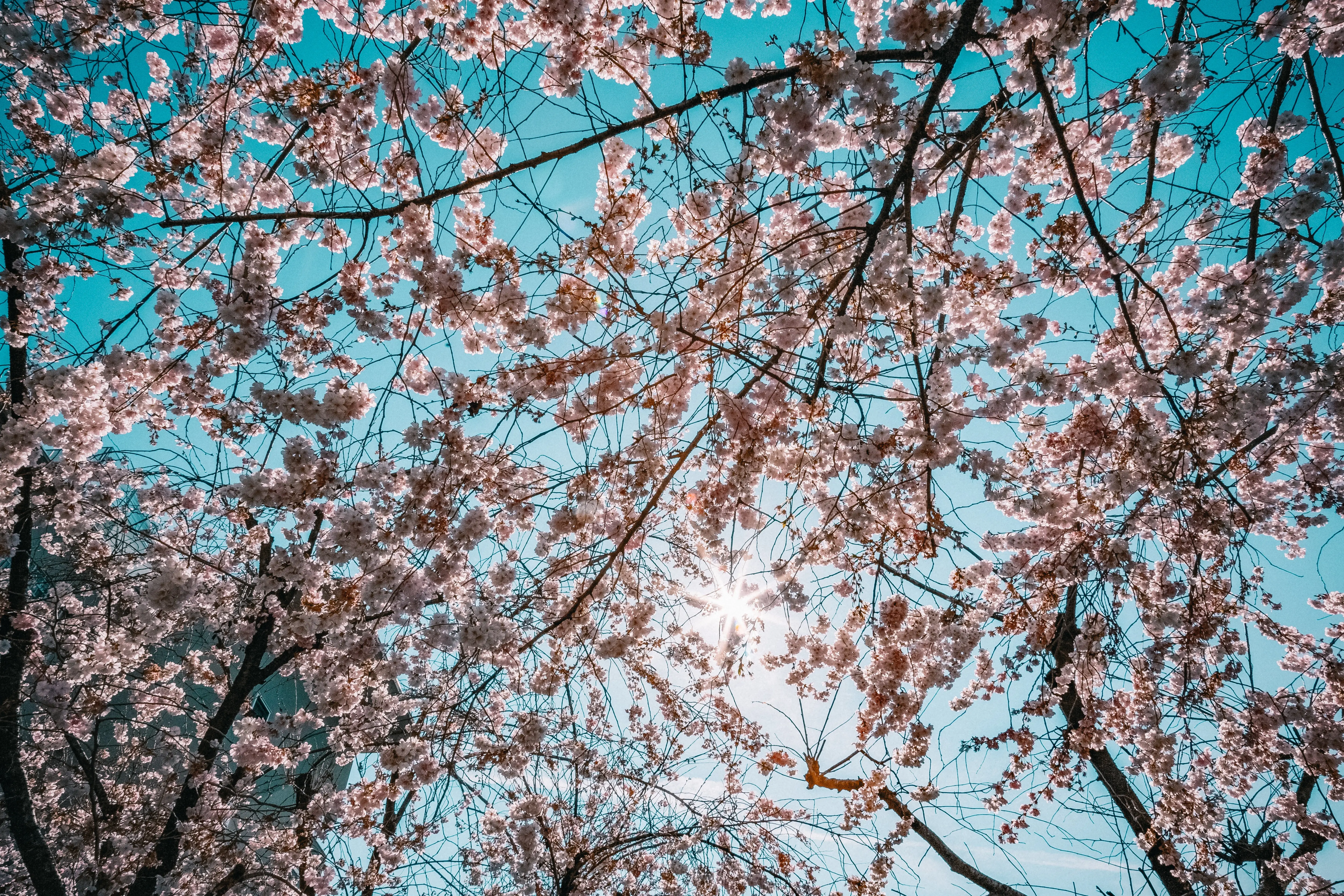 Sakura tree