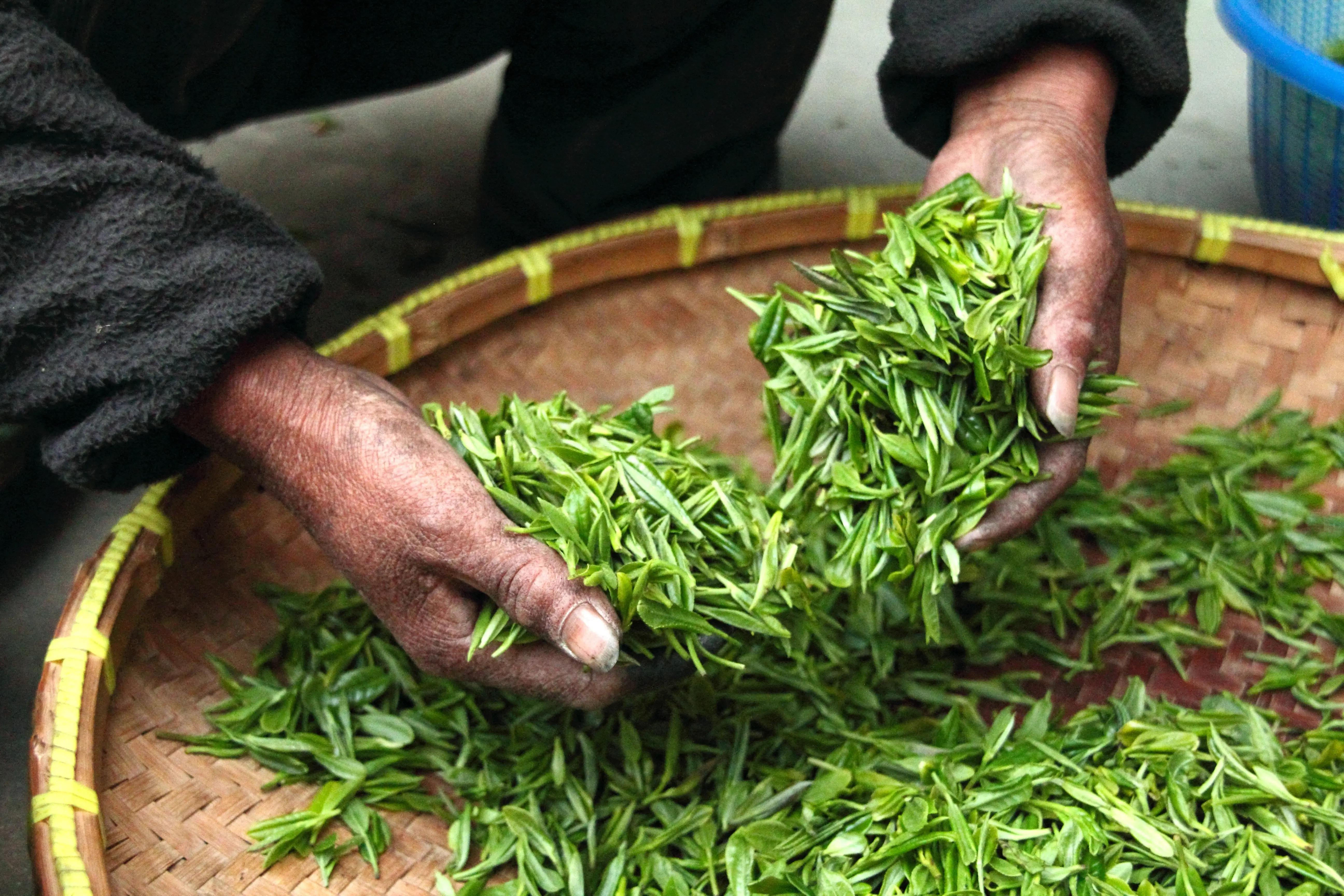 White tea leaves